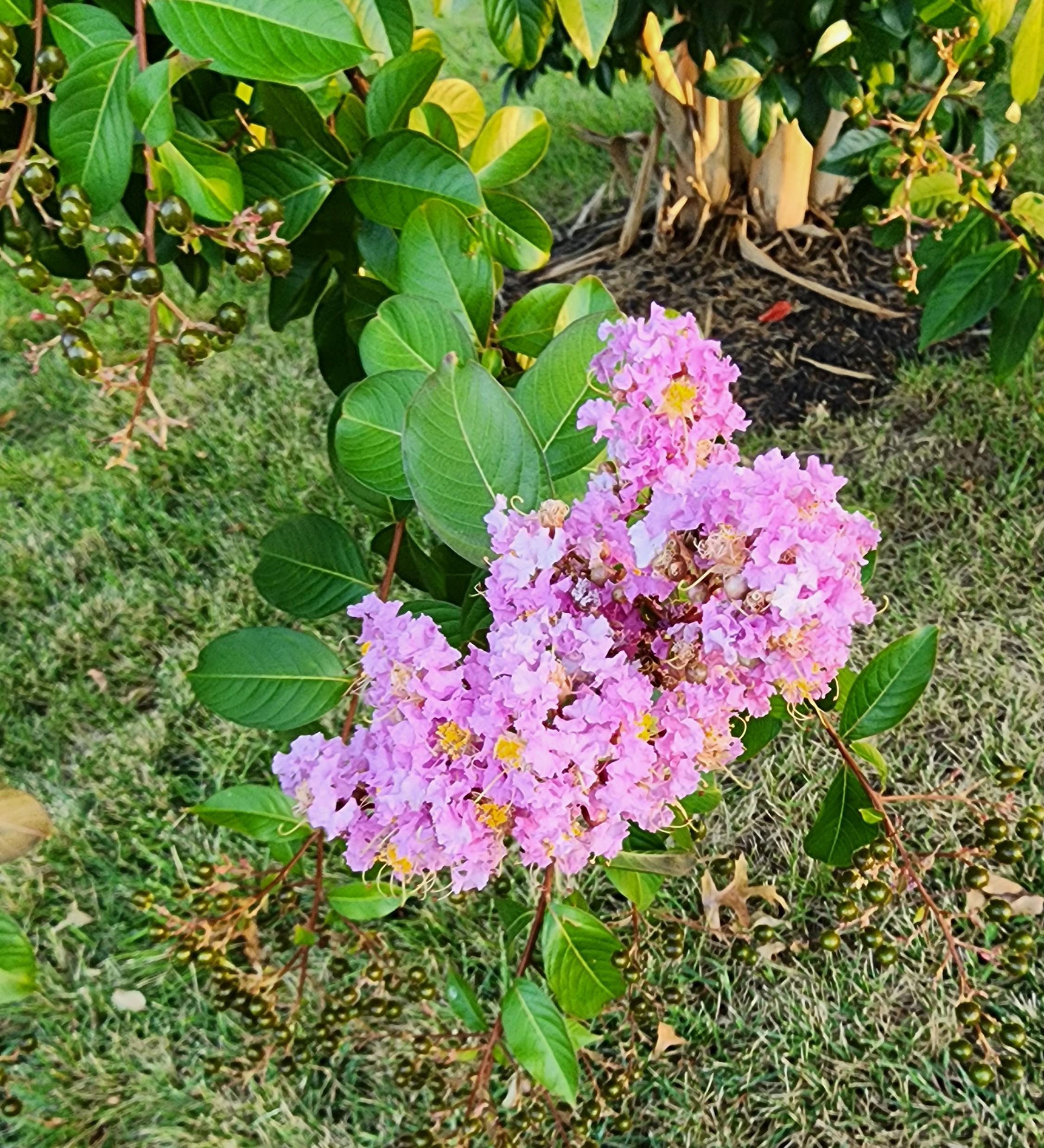 Pretty in Pink Crape Myrtle in Summer and Fall