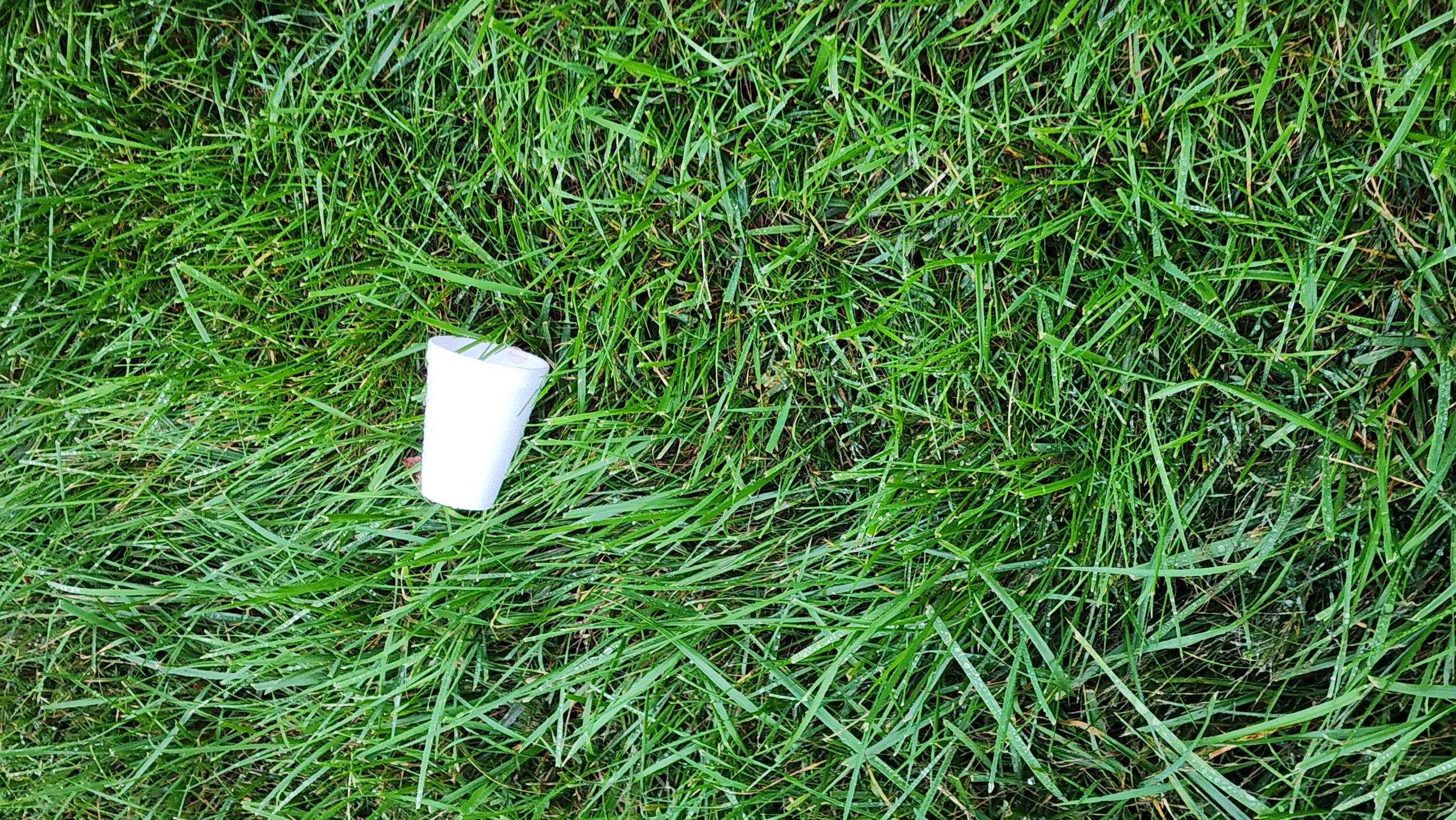 Random Or Deliberate? Styrofoam on Grass
