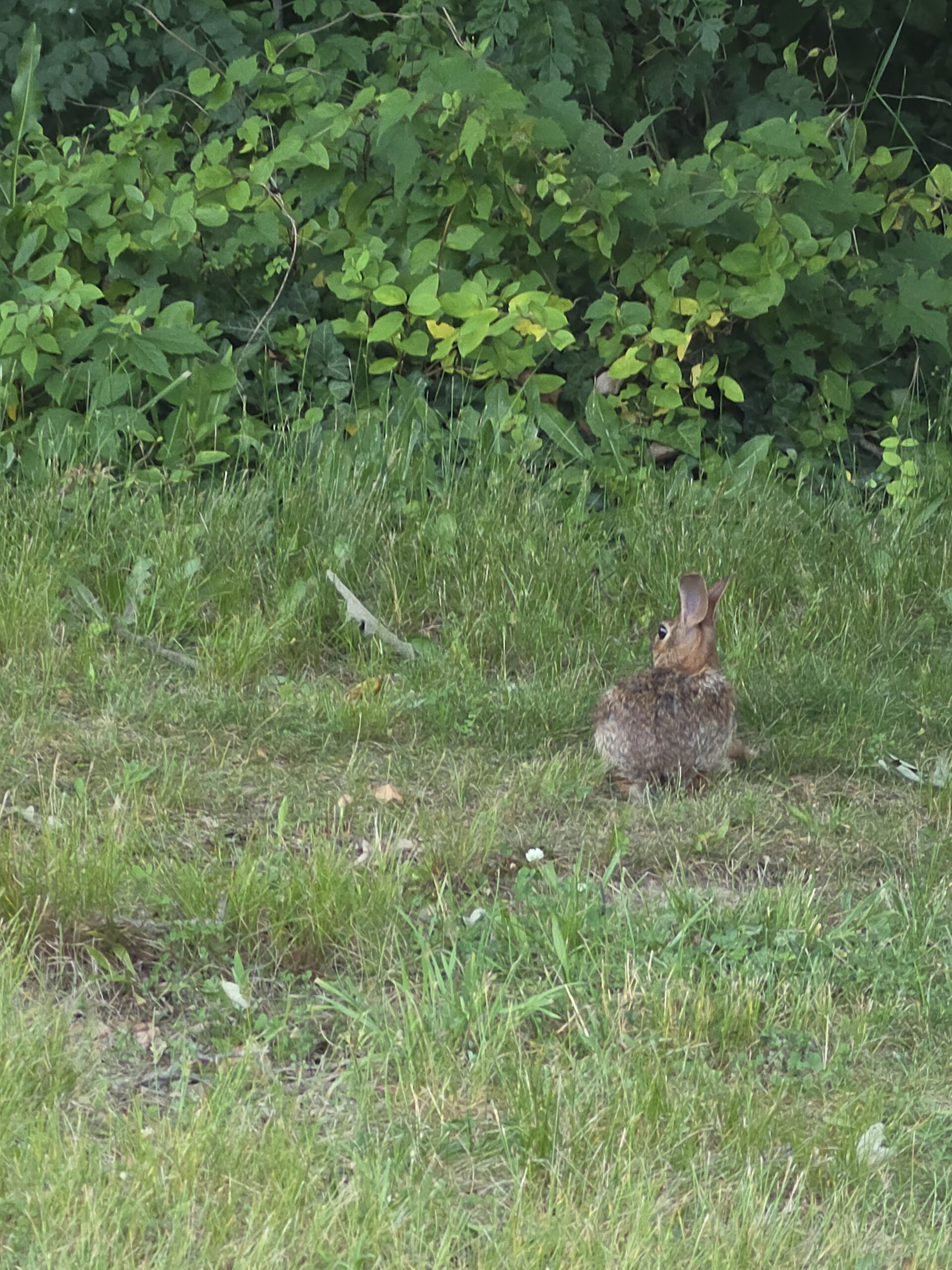 Tasket Rabbit atop Tisket Hill